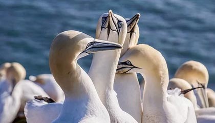 Kai Speed Racing-德布劳内启用数据分析是否续约 曼城保证必夺欧冠